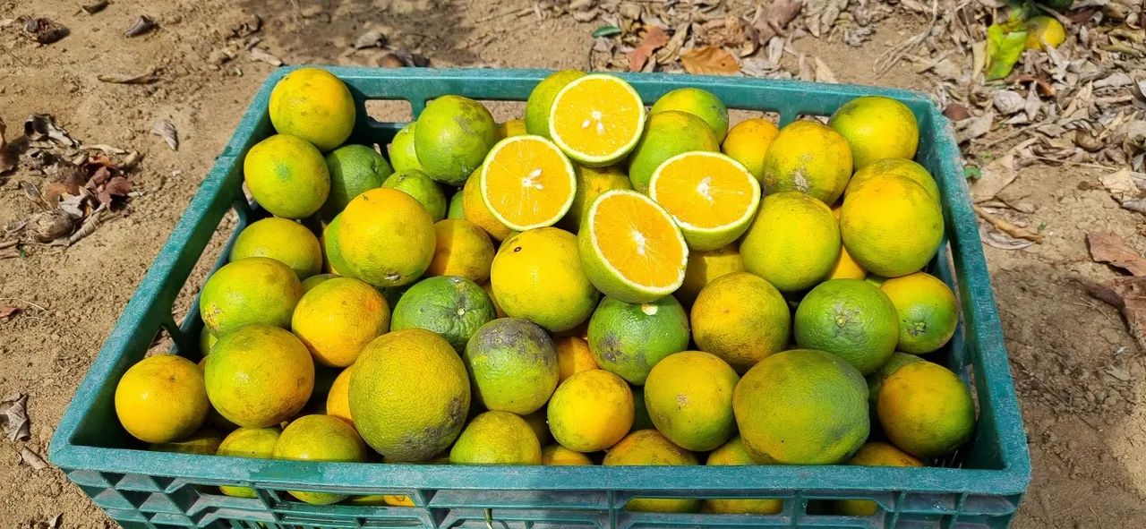 Laranja - Foto 3