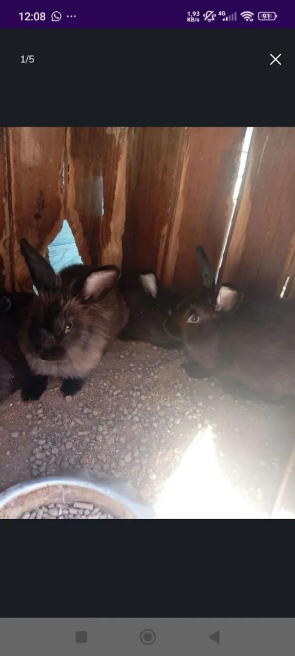Coelhos 50 reais cada fêmea ou macho