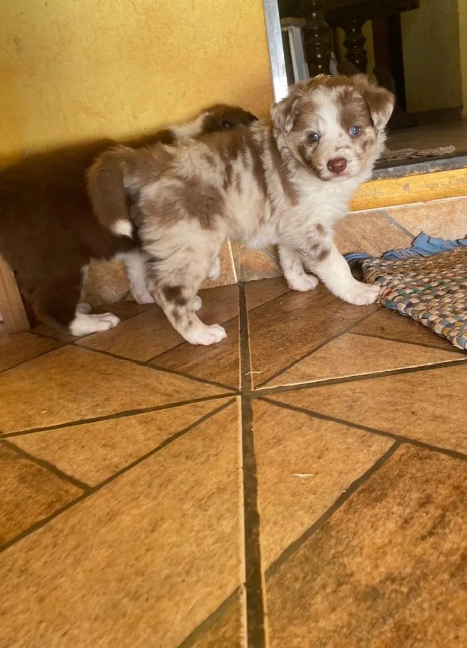 Border collie a raça mais inteligente do mundo, todas as cores disponiveis