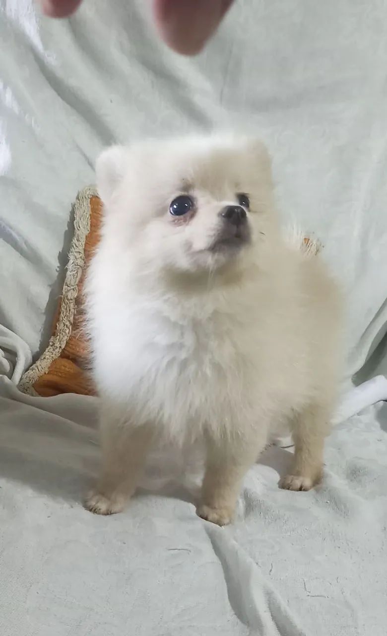 Spitz alemão anão-lulu da pomeranea - Foto 3