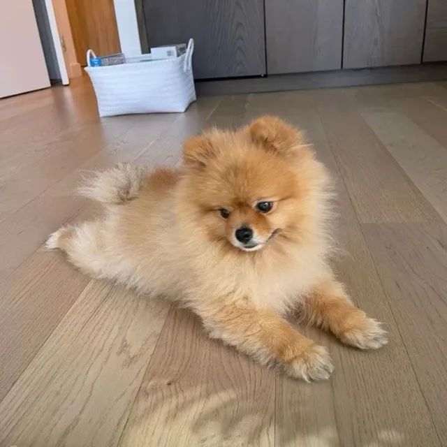 Spitz Alemão Disponível Caramelo