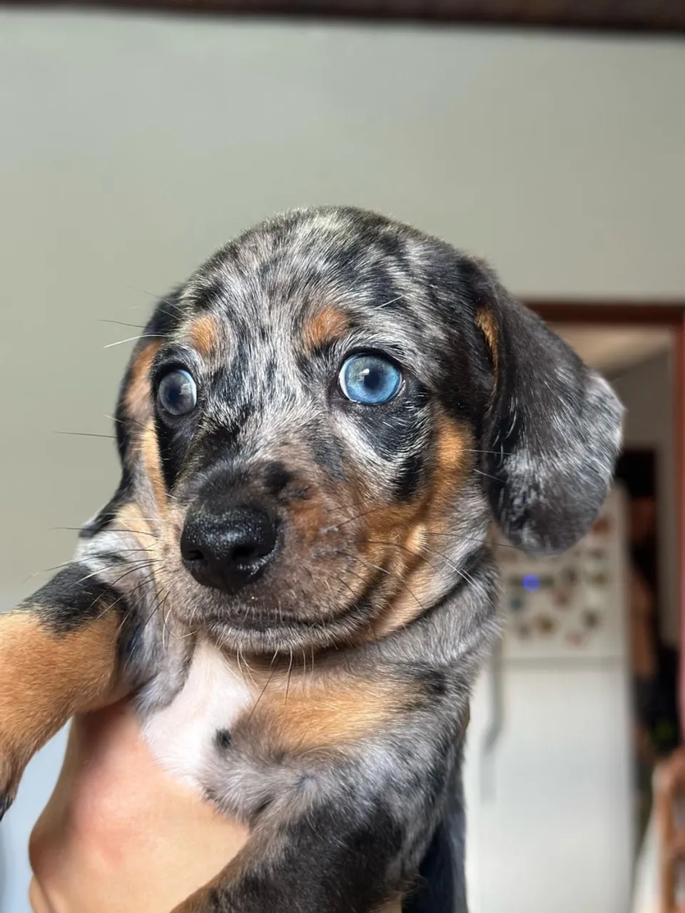 Dachshund 