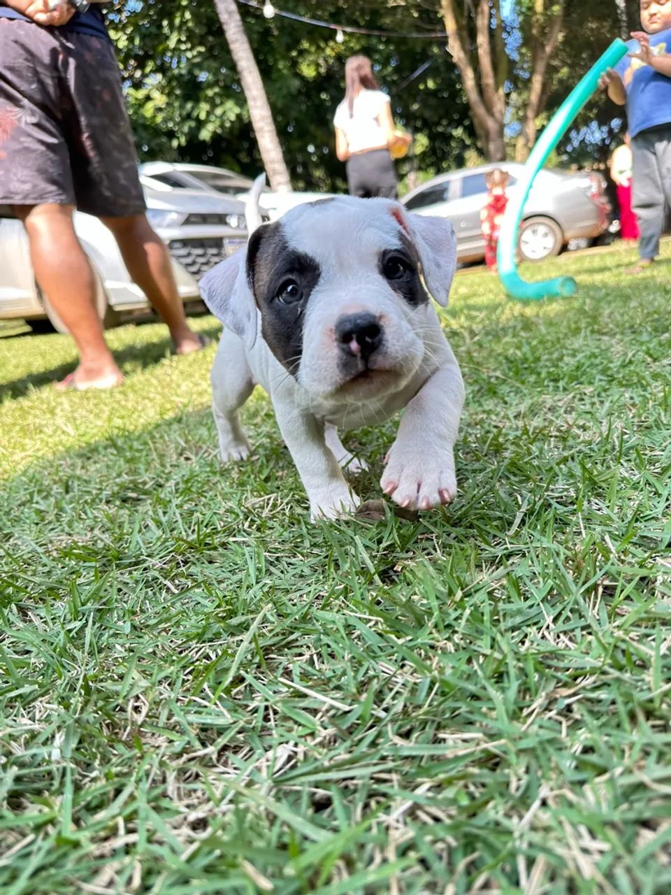 Urgente vendo American Bully  - Foto 3