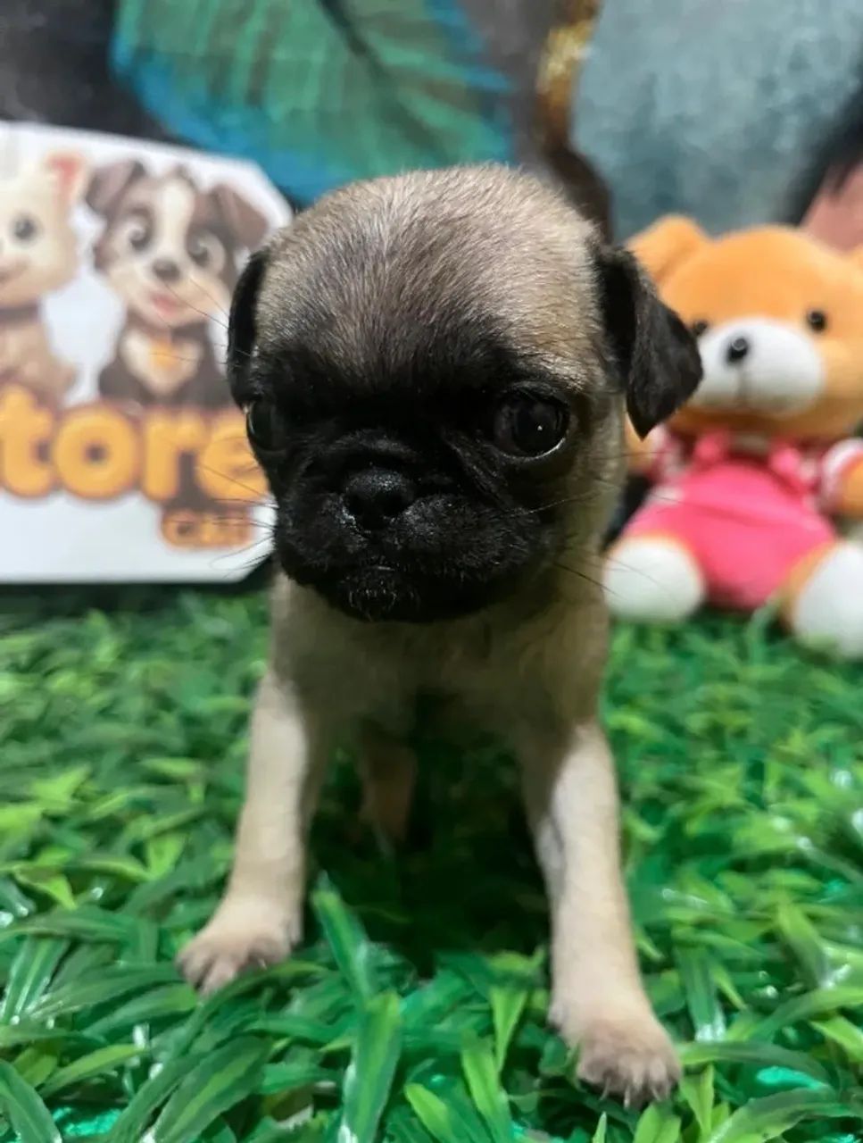 Último machinho de Pug 