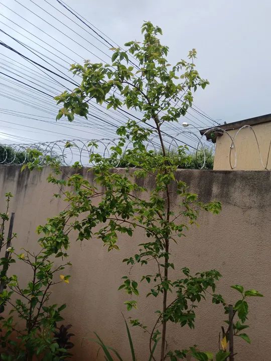 Muda de planta pitanga vermelha e Uva as duas produzindo - Foto 5