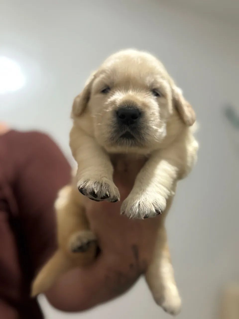 Filhote de Golden Retriever - Foto 5