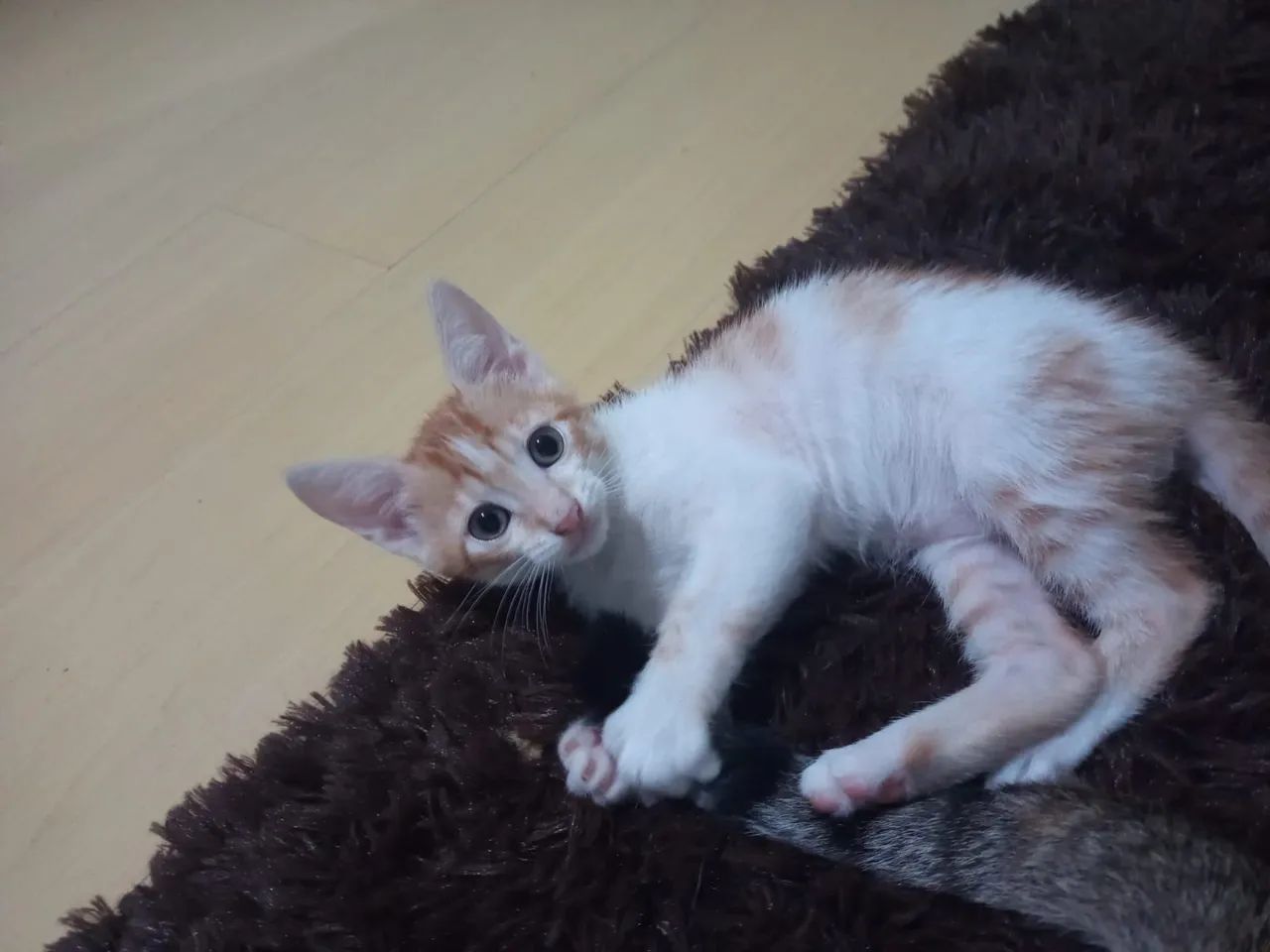 Dois gatinhos fofinhos para adoção - Foto 5