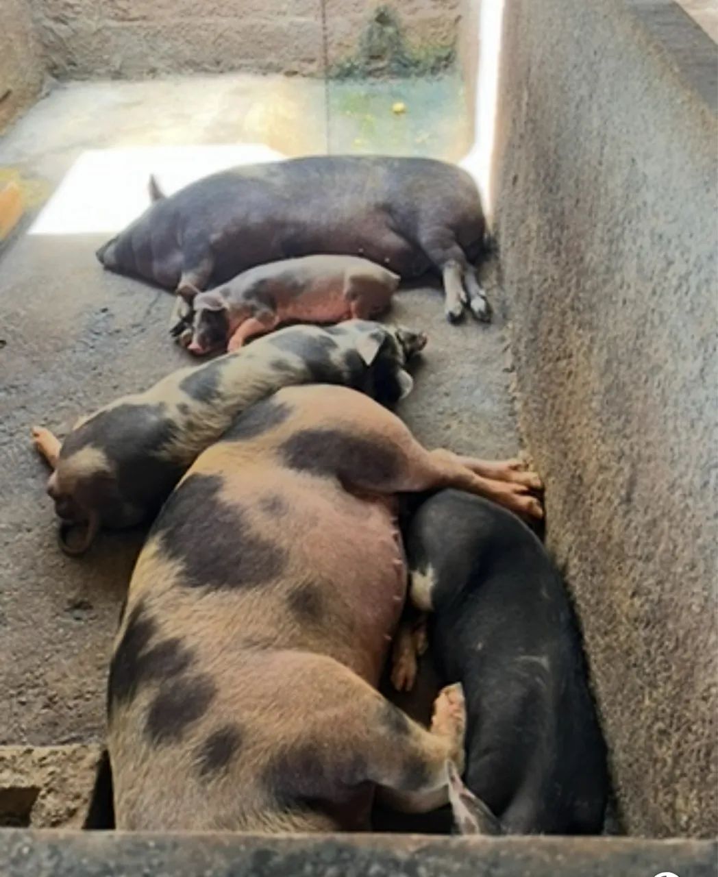 Vendo Porco caipira  - Foto 2