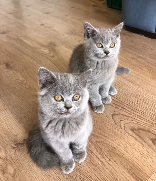 Gatinhos da raça British Shorthair Cinza Fofos de mais! - Foto 2