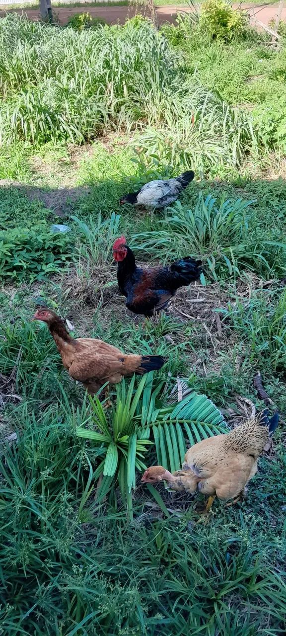 Vendo essas Galinhas - Foto 2
