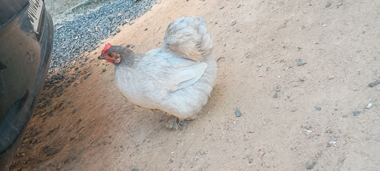 Casal de galinhas mini cochim