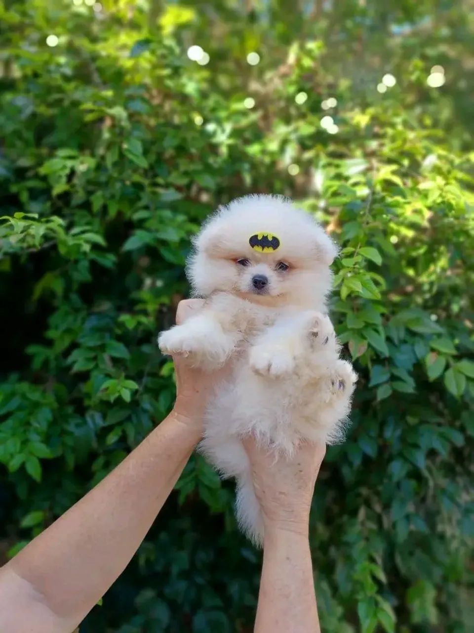 Spitz alemão 