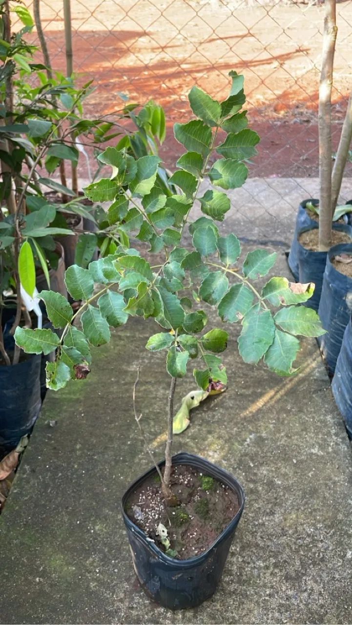 Mudas de Marula  - Foto 3