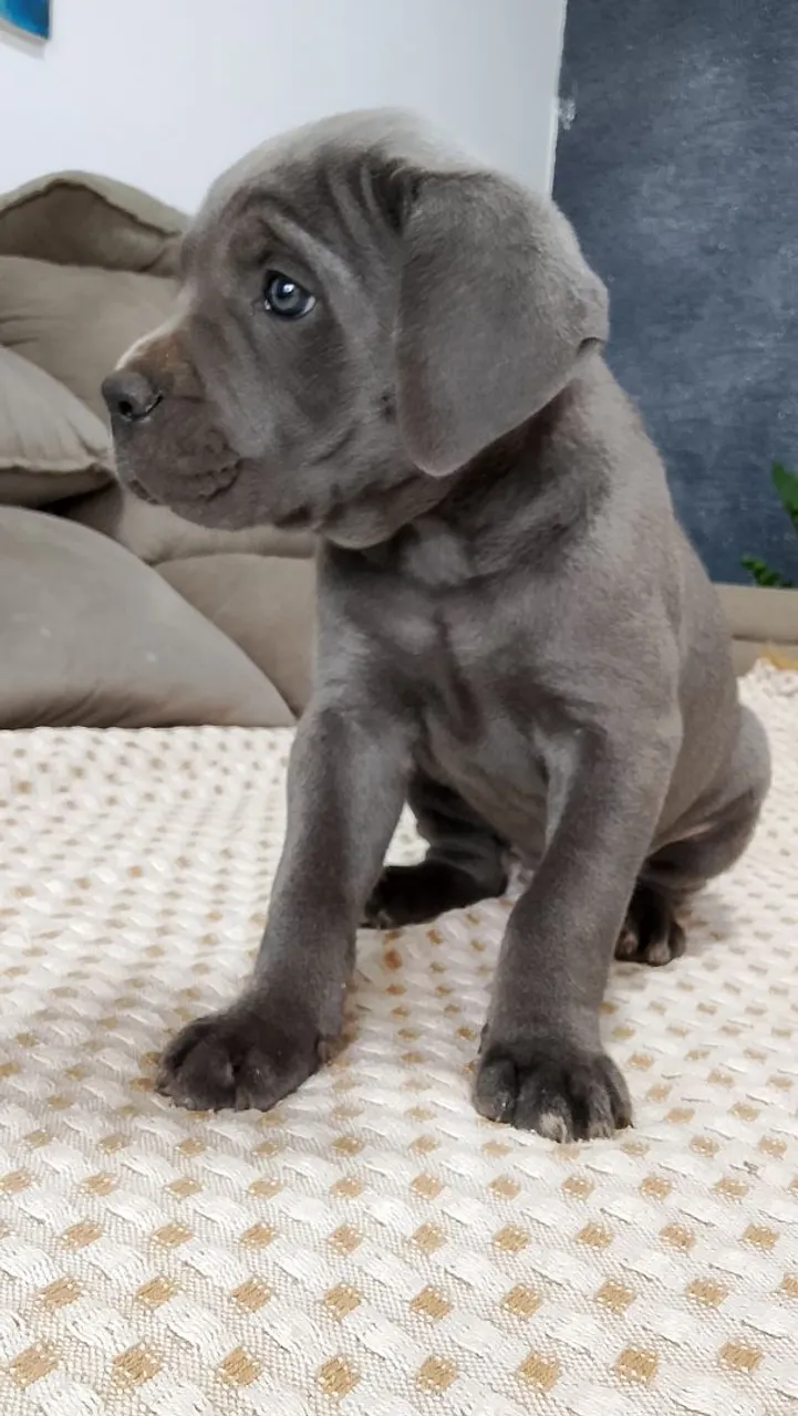 Filhote de Cane Corso