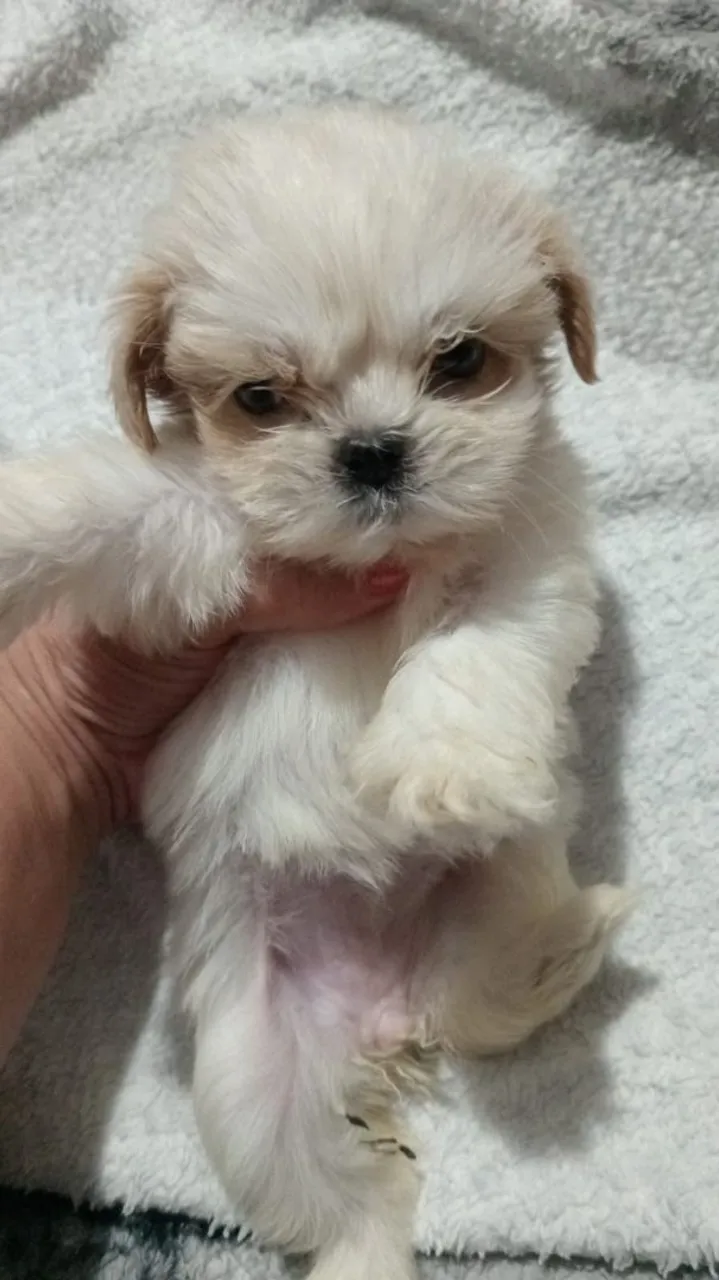 Filhote Shih Tzu