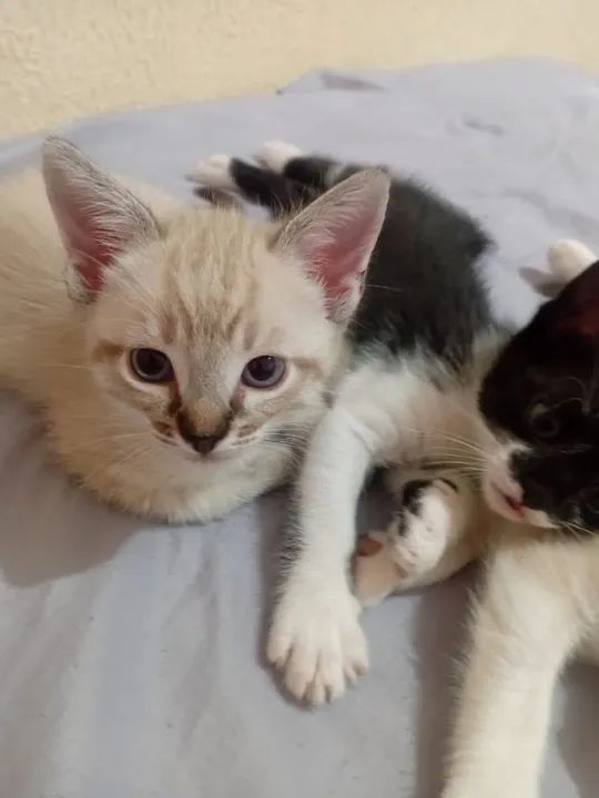 Gatinhos pra adoção responsável  - Foto 3