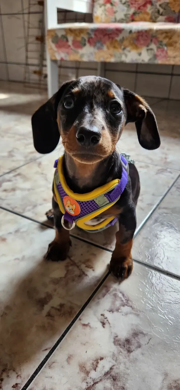 Filhote de Dachshund Arlequim