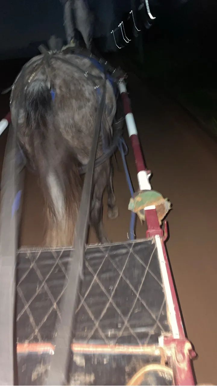 Cavalo a venda 