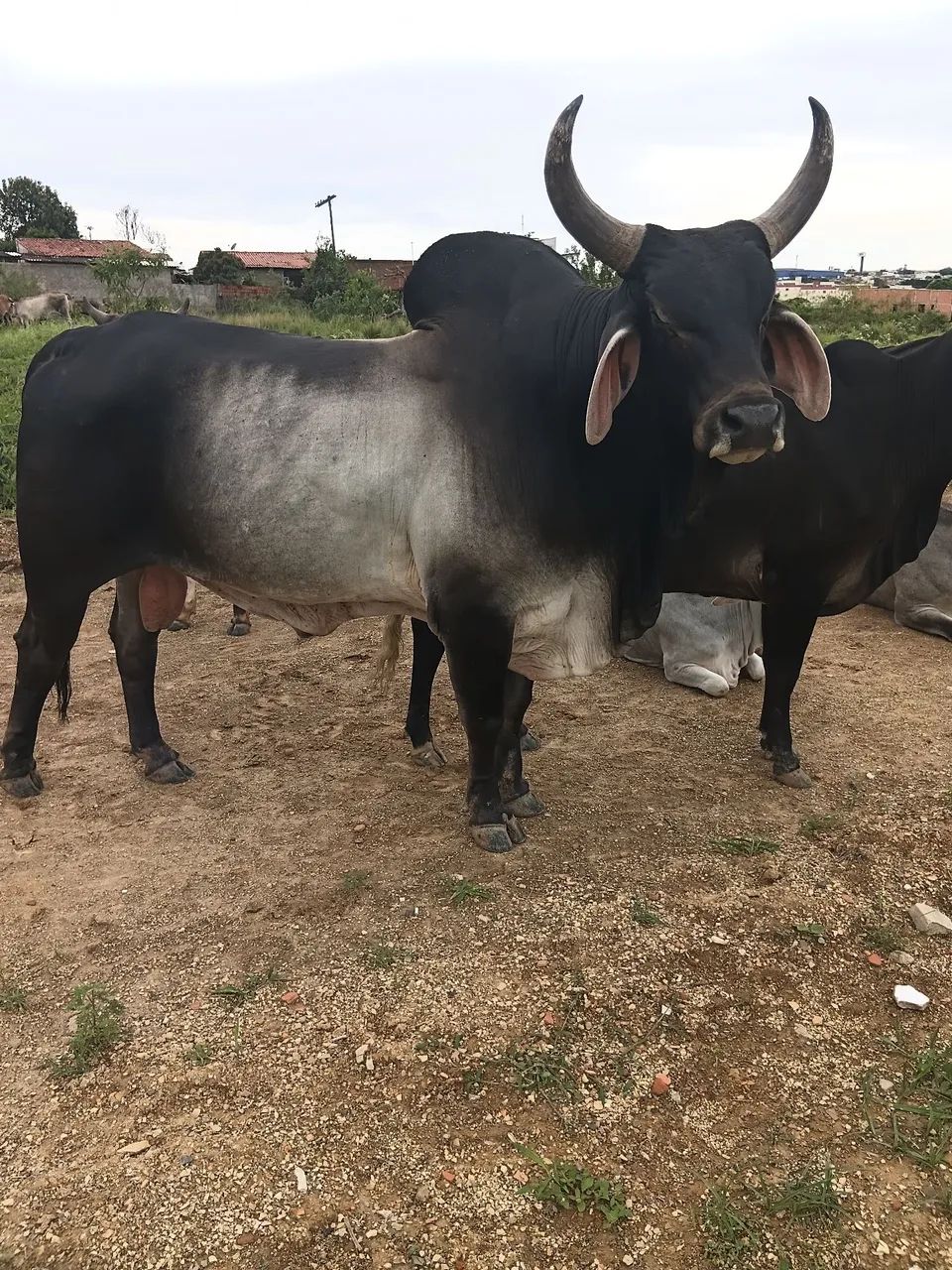 Animais  - Foto 3