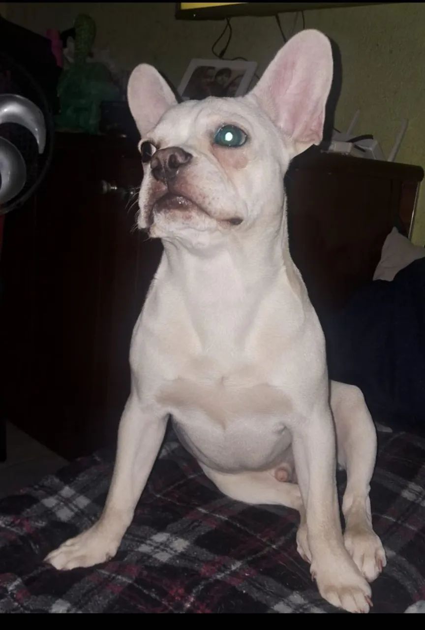 Buldogue Francês  - Foto 3