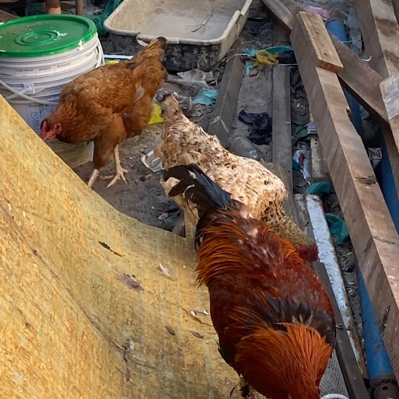 Galinha e galo  - Foto 5