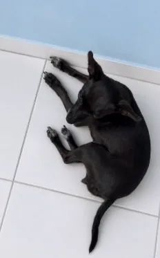 Fêmea de Pinscher número 1