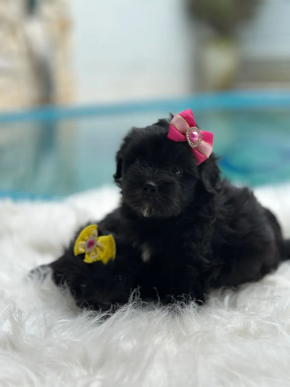 Lhasa apso fêmea  - Foto 2