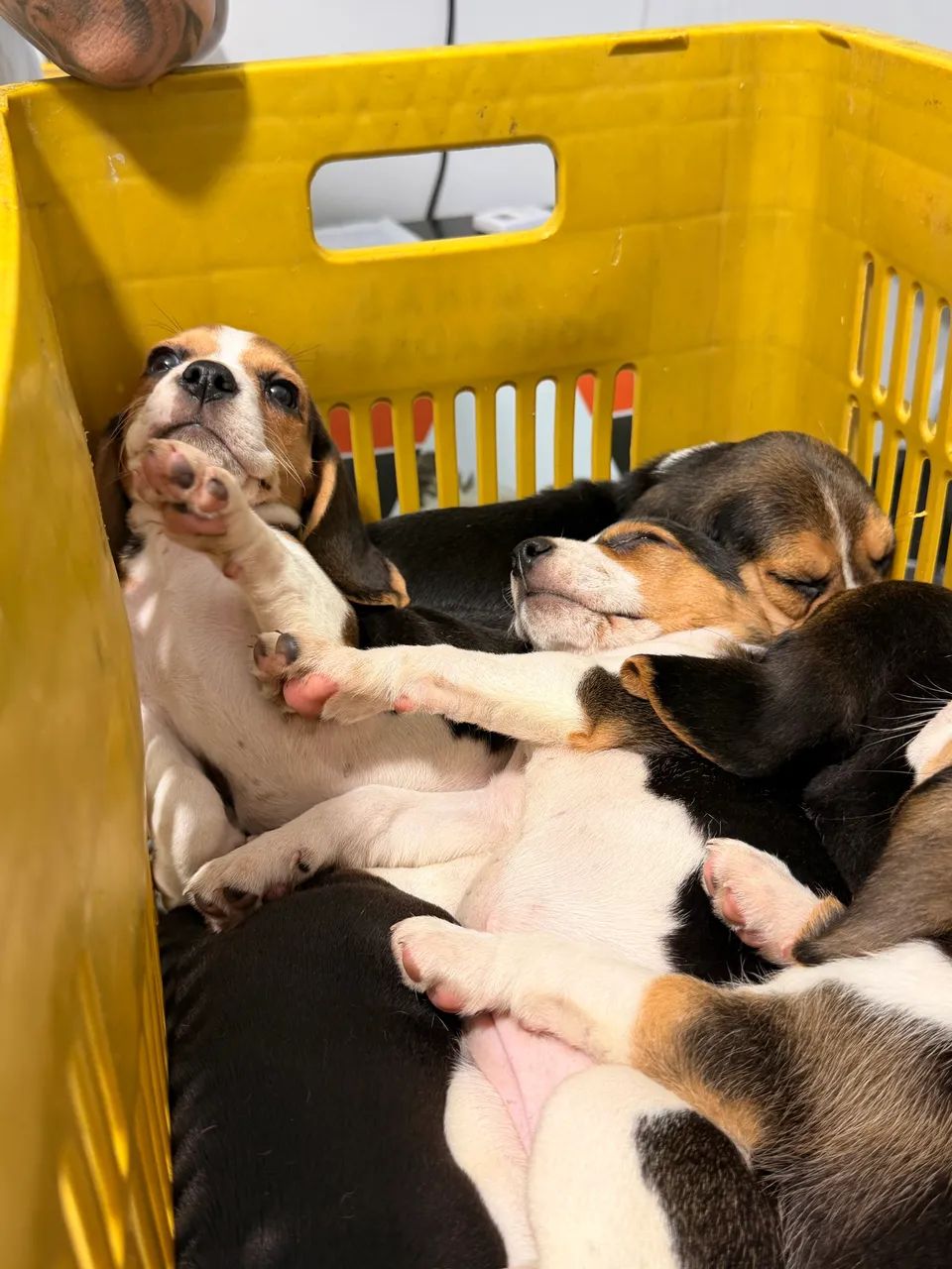 Beagles ultimos filhotes - Foto 4