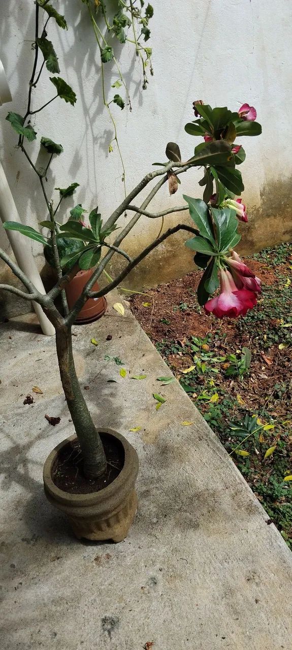 Rosa do deserto - Foto 4