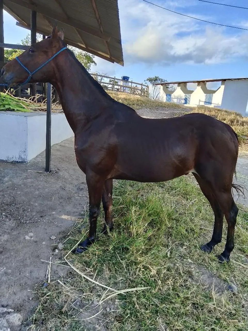 POTRO QUARTO DE MILHA PURO SEM PAPEL