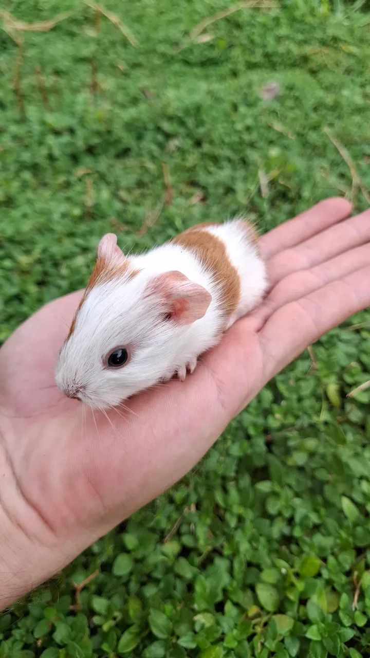 Caviário Paulina - Porquinhos da India