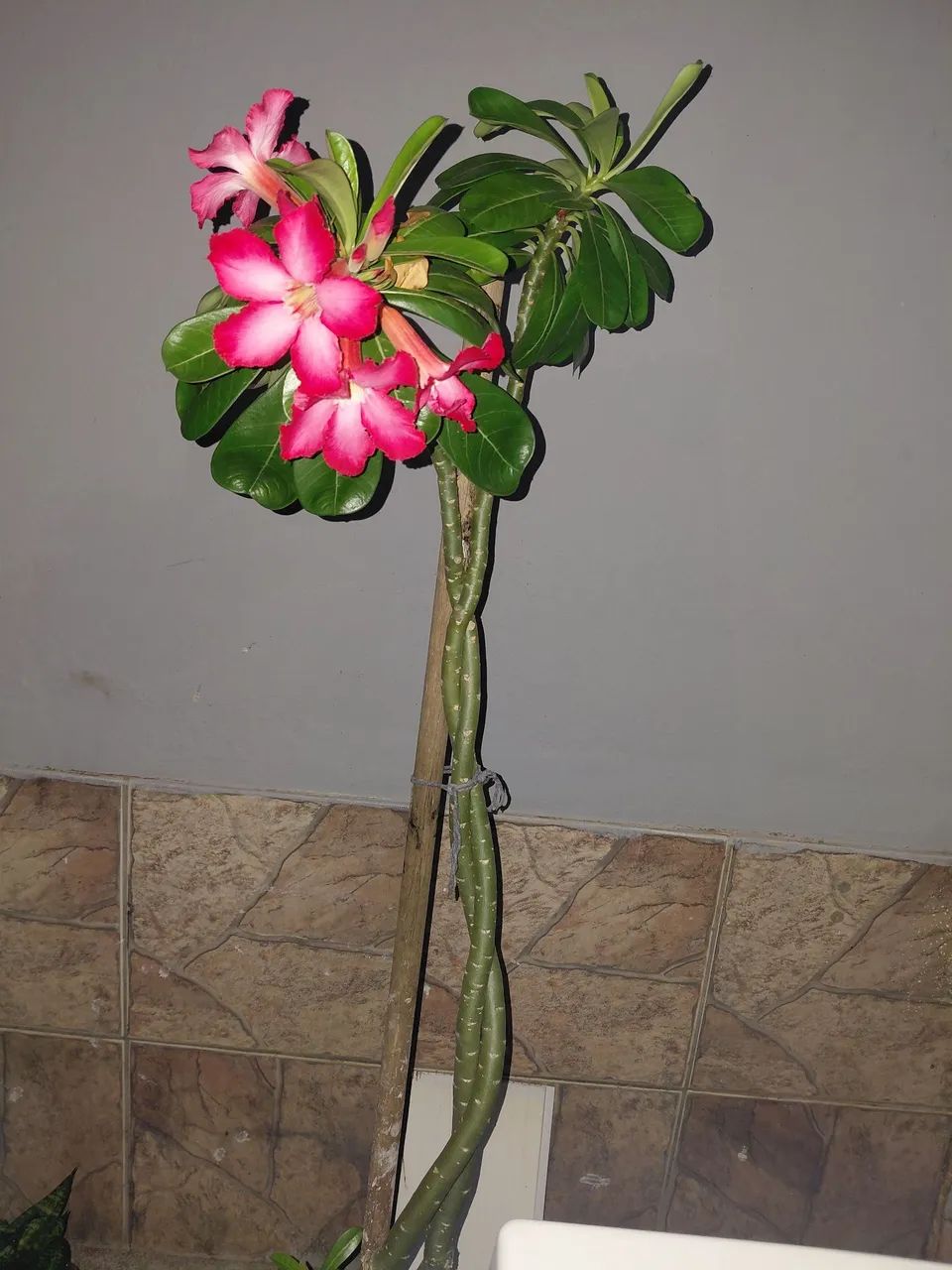 Vende-se  - Foto 3