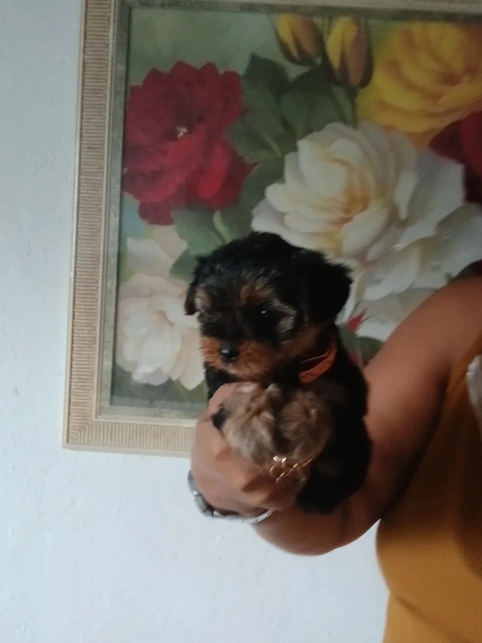 Disponível  - Foto 3