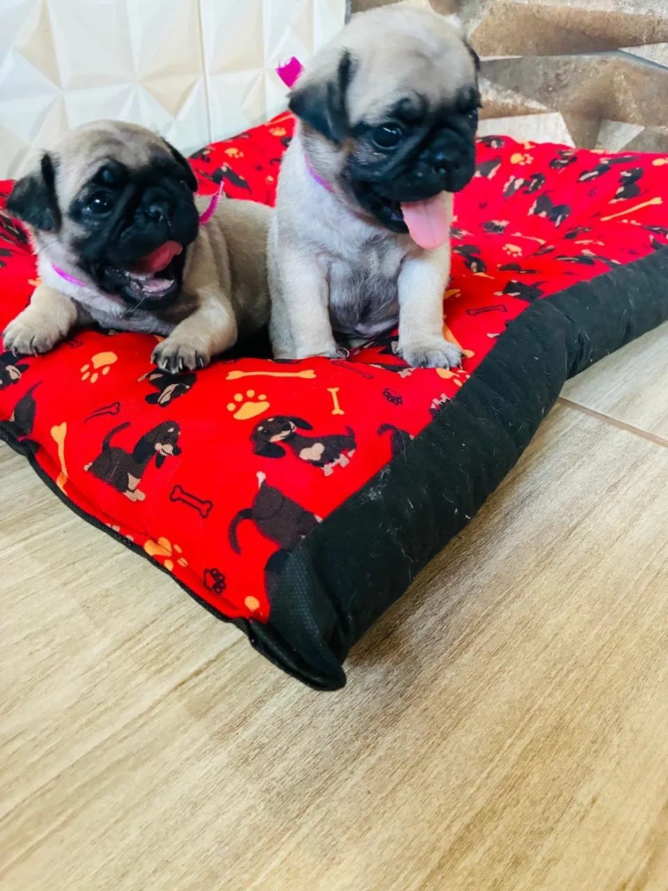 Pug - Foto 5