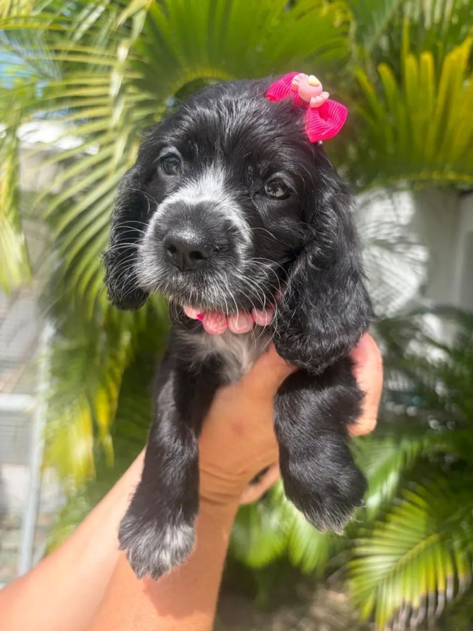 FEMEA COCKER SPANIEL INGLÊS DISPONÍVEL PRONTA ENTREGA - Foto 4
