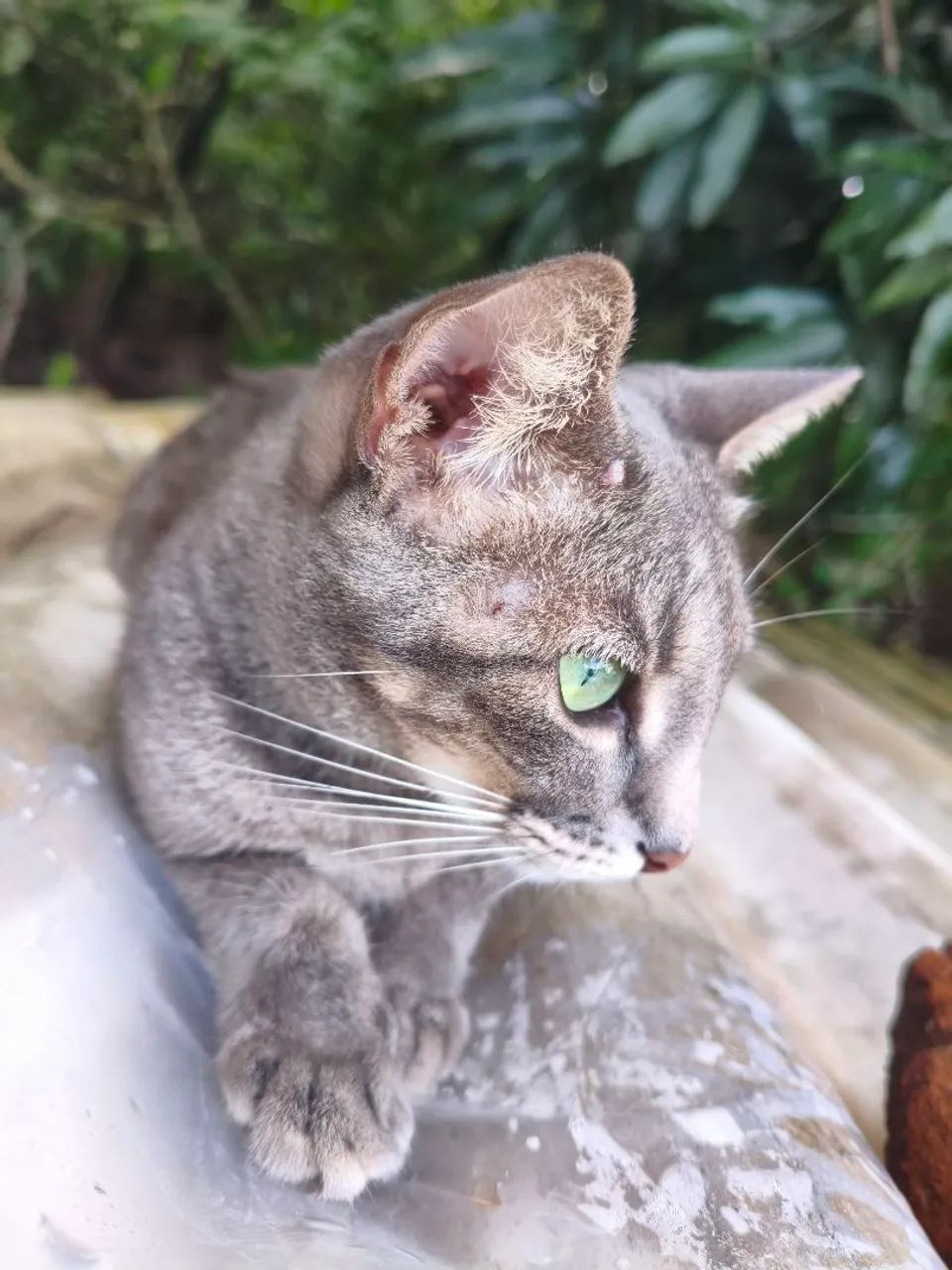 Gatinha castrada para adoção responsável  - Foto 2