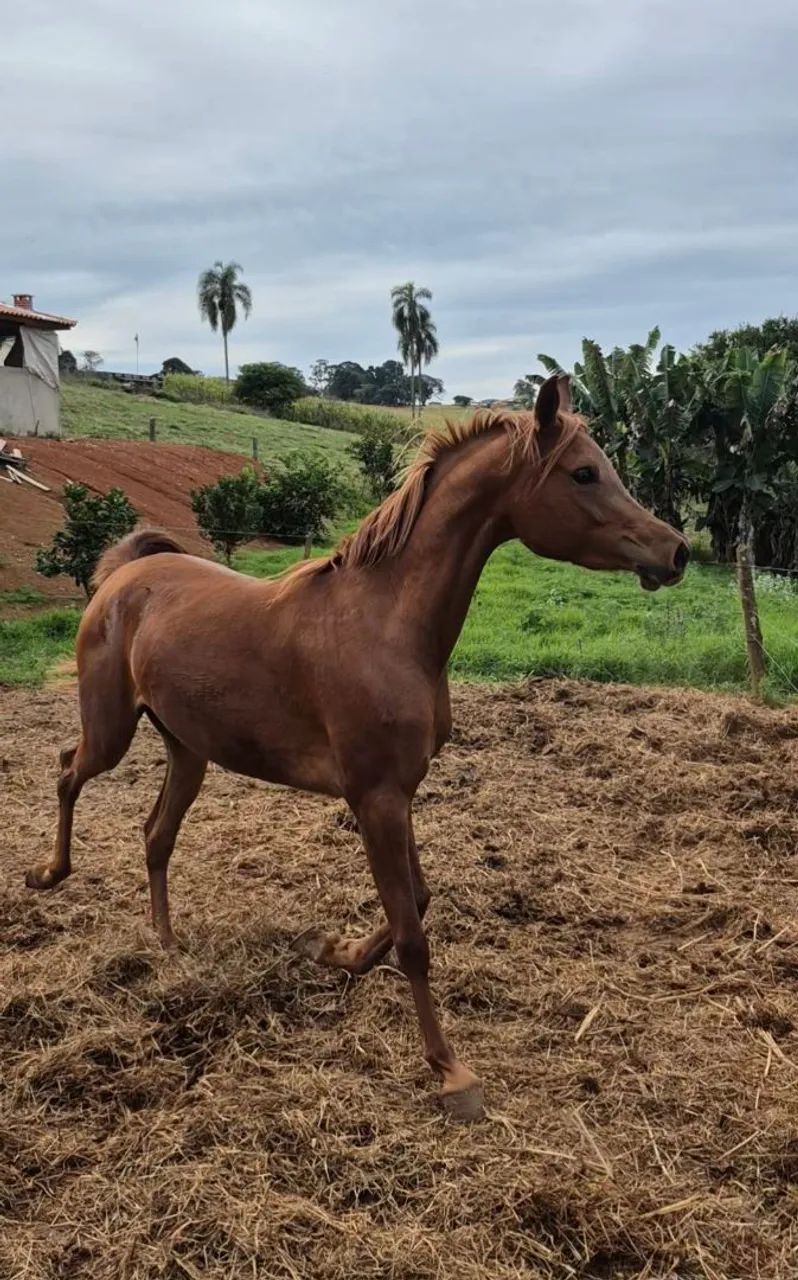Potra Arabe  - Foto 2