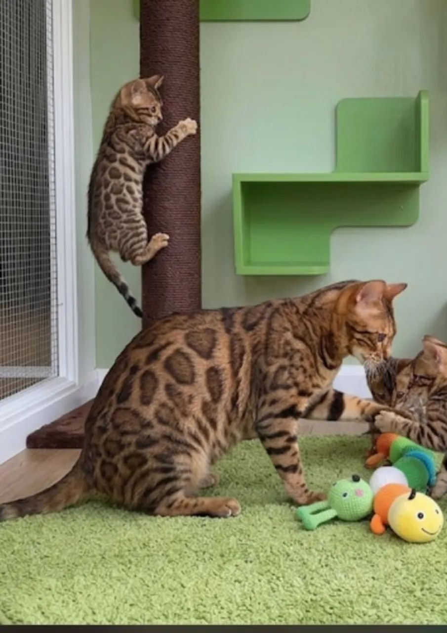 Bengal legítimo com documentação de pedigree  - Foto 3