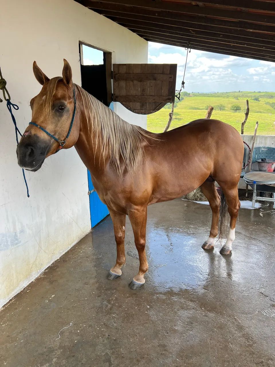 Cavalo QM - Foto 4