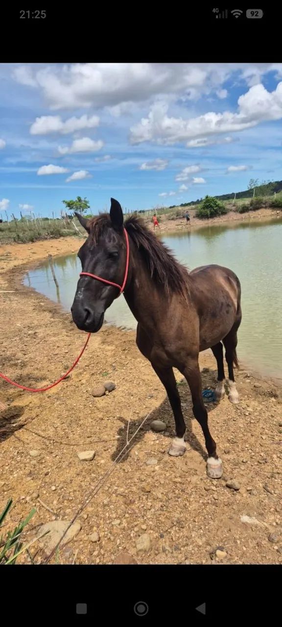 Cavalo bacheiro, manso para qualquer pessoa andar - Foto 3