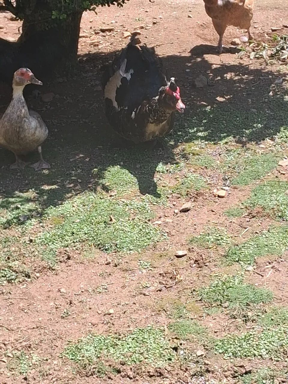 Vendo pato  - Foto 2
