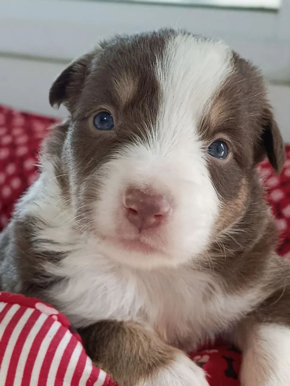 Border Collie com cores exóticas  - Foto 4