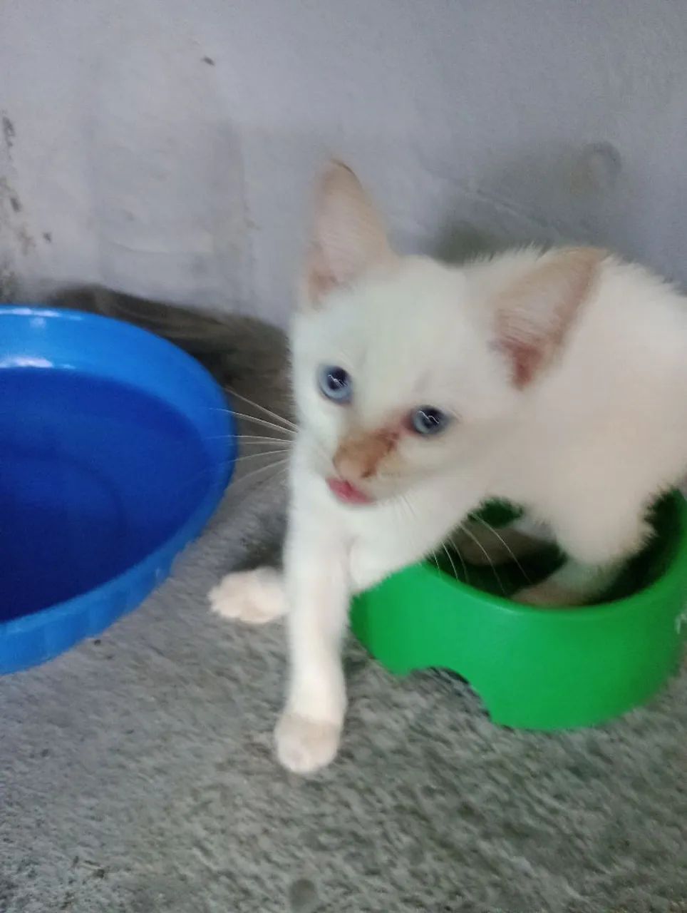 Adoção responsável  - Foto 2