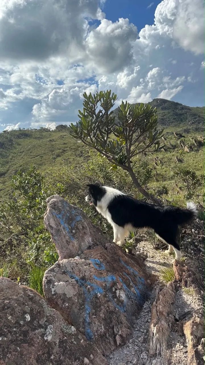 Border Collie último Macho Preto com Branco - Foto 5