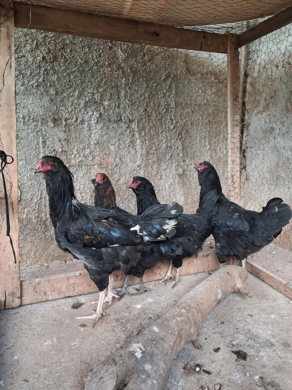Lindas aves cruzamento de Ameraucana com Marans!  - Foto 5