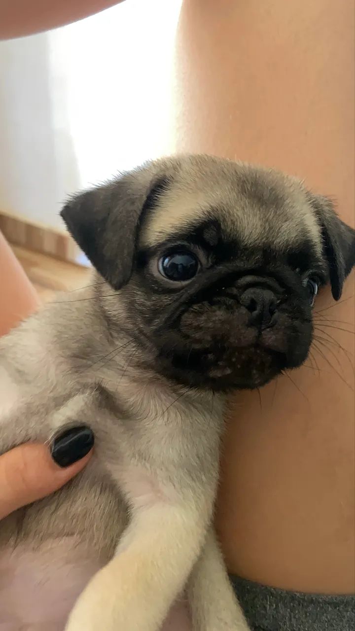 Filhote de pug - Foto 4