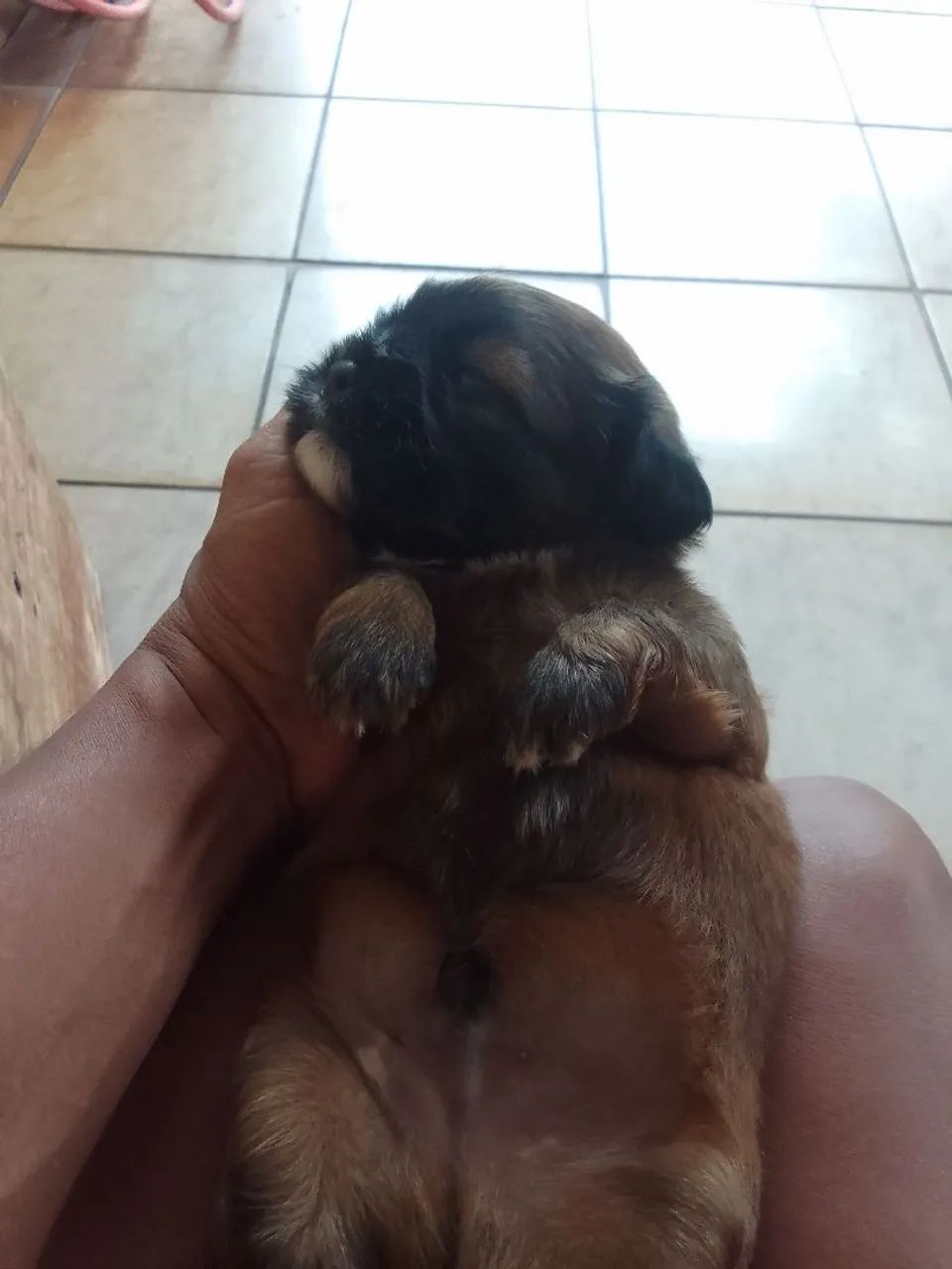 Vendo um filhote macho shituzo puro  - Foto 5