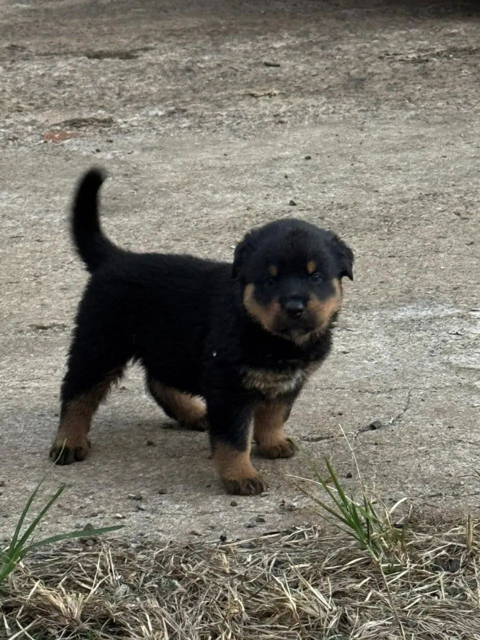 ROTTWEILER CABEÇA DE TOURA - Foto 4