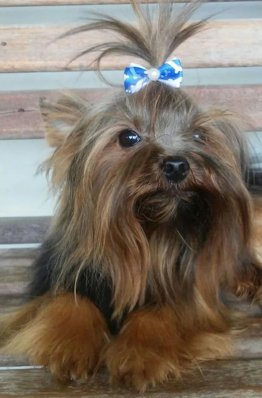 Yorkshire Terrier (machinho) - Foto 4