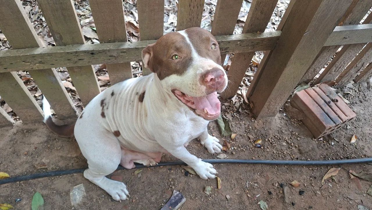 Filhotes pitbull - Foto 3